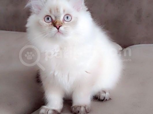 British Longhair Secereli Babanın Yavruları görsel