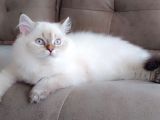 British Longhair Secereli Babanın Yavruları