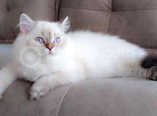 British Longhair Secereli Babanın Yavruları görsel
