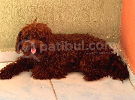 Orjinal Üst Kali̇te  Dark Brown görsel