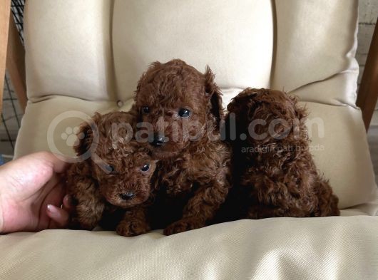 Korepoodle Kızımın Yavruları Rezerveye Açıldı görsel