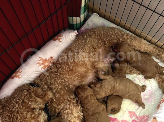 Rezerveye Açık Poodle Bebeklerimiz Ev Doğumu