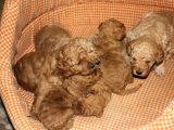 Toy Poodle  Yavrular
