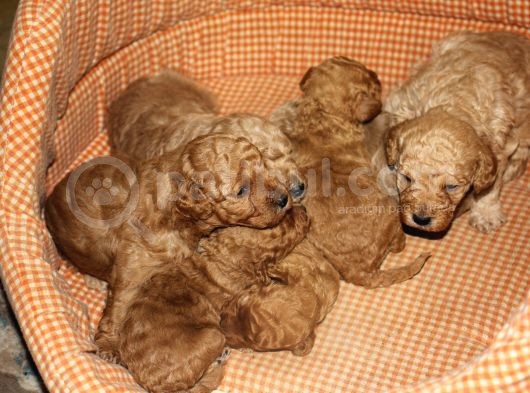 Toy Poodle  Yavrular görsel