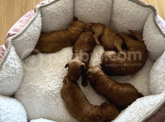 Rezerveye Açık Poodle Bebeklerimiz Ev Doğumu görsel