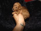 Toy Poodle  Yavrular