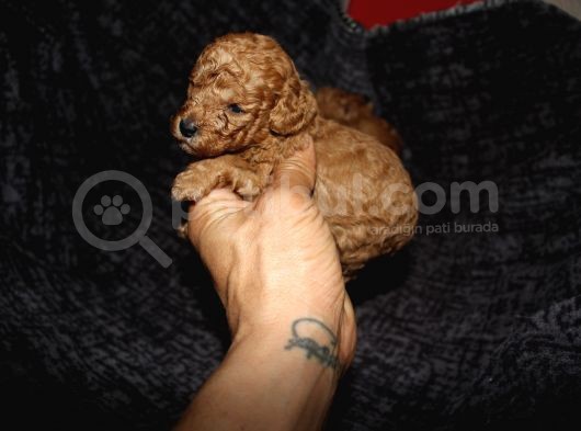 Toy Poodle  Yavrular görsel