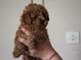 TOY POODLE  YAVRULAR