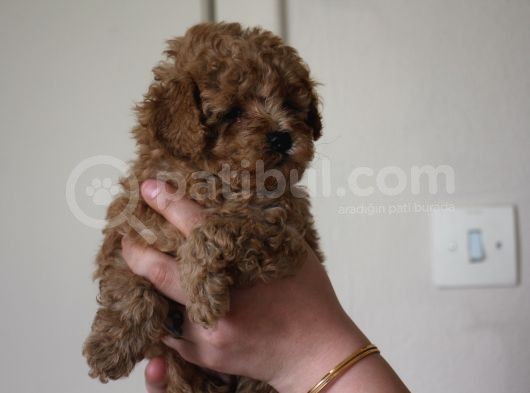 Toy Poodle  Yavrular