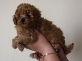 Toy Poodle  Yavrular