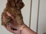 Toy Poodle  Yavrular