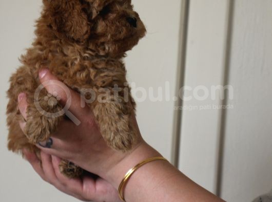 Toy Poodle  Yavrular görsel