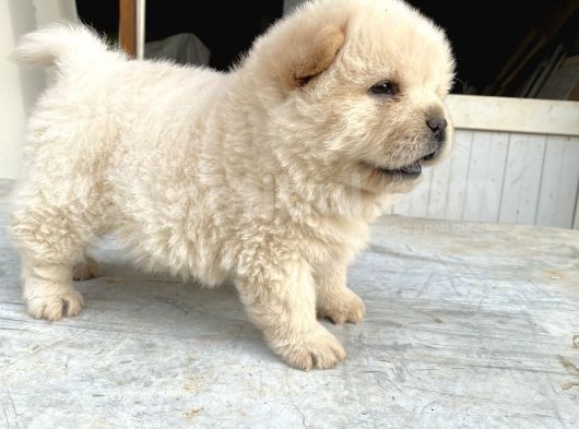 Irkının En Iyileri Pofuduk Aslanlar görsel