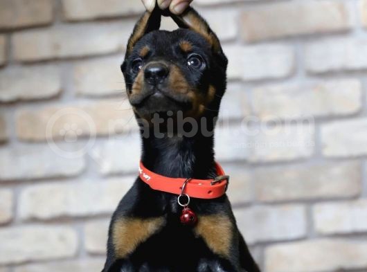 En Asil Safkan Doberman Yavruları