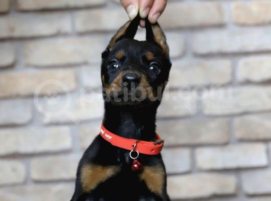 En Asil Safkan Doberman Yavruları görsel
