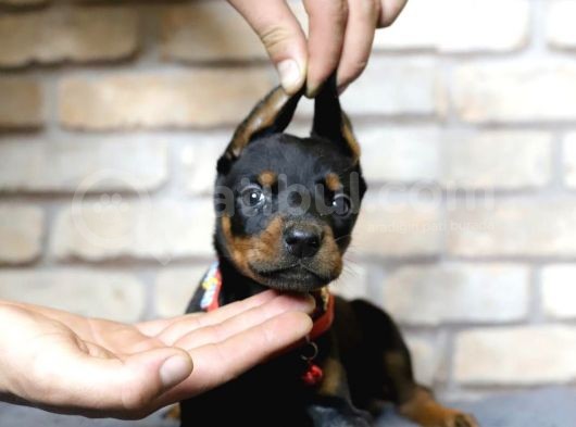 En Asil Safkan Doberman Yavruları görsel