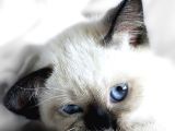 Si̇yam Kedi̇si̇ Yavrularimiz