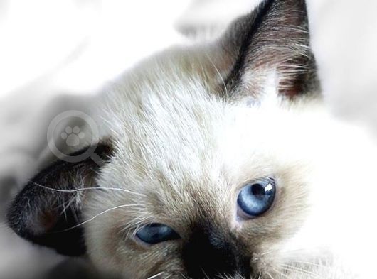 Si̇yam Kedi̇si̇ Yavrularimiz görsel