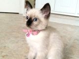SİYAM KEDİSİ YAVRULARIMIZ