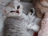 Mükemmel Safkan British Shorthair Yavrularımız