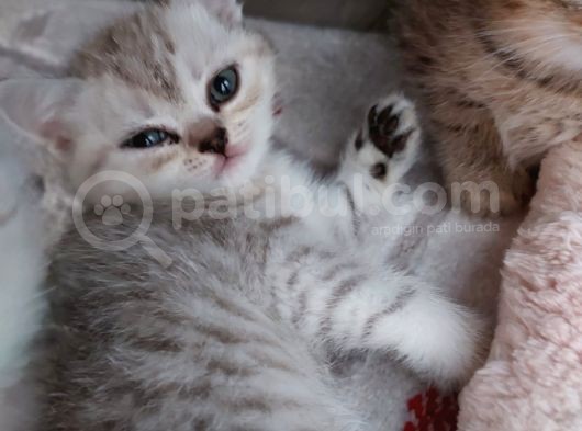 Mükemmel Safkan British Shorthair Yavrularımız görsel
