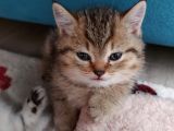 Mükemmel Safkan British Shorthair Yavrularımız
