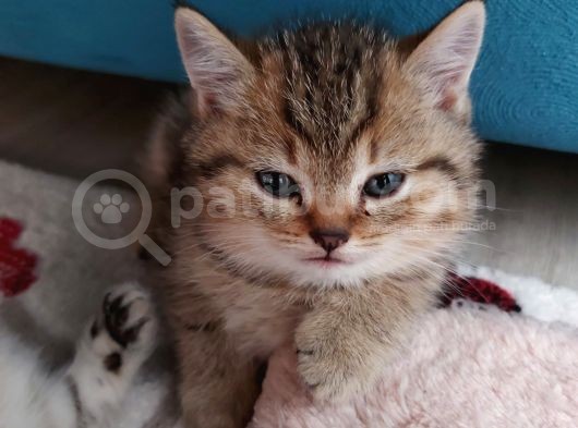 Mükemmel Safkan British Shorthair Yavrularımız görsel