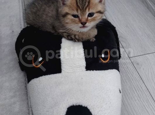 Mükemmel Safkan British Shorthair Yavrularımız görsel