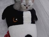 Mükemmel Safkan British Shorthair Yavrularımız
