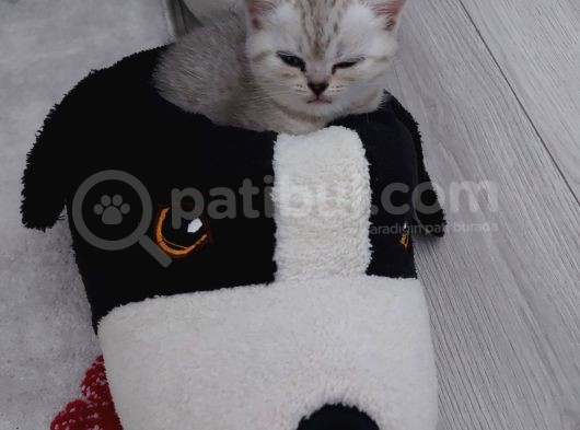 Mükemmel Safkan British Shorthair Yavrularımız görsel