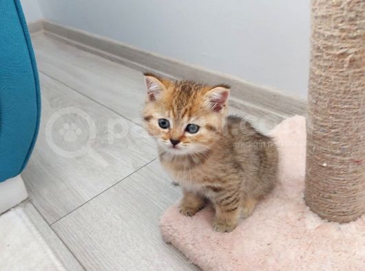 Mükemmel Safkan British Shorthair Yavrularımız