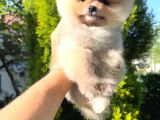 Teddy Bear Teacup Pomeranian Boo Aşk Çocuklar