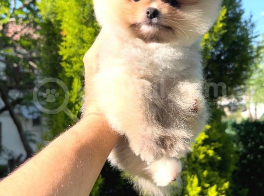 Teddy Bear Teacup Pomeranian Boo Aşk Çocuklar görsel