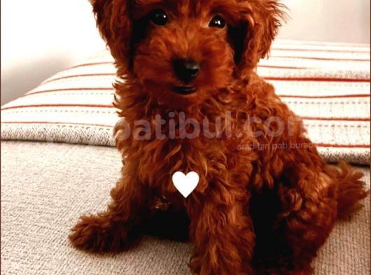 TOOY POODLE YAVRUMUZ 0 TEACUP 