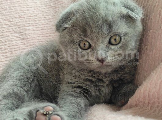 Tombis Oğlumuza Aile görsel