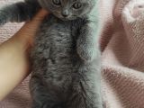 Tombis Oğlumuza Aile