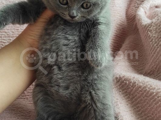 Tombis Oğlumuza Aile görsel