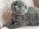 Tombis oğlumuza aile