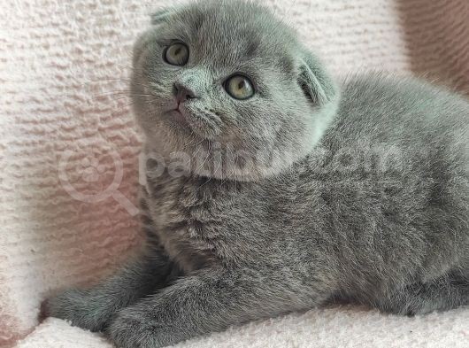 Tombis Oğlumuza Aile