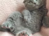 Tombis Oğlumuza Aile