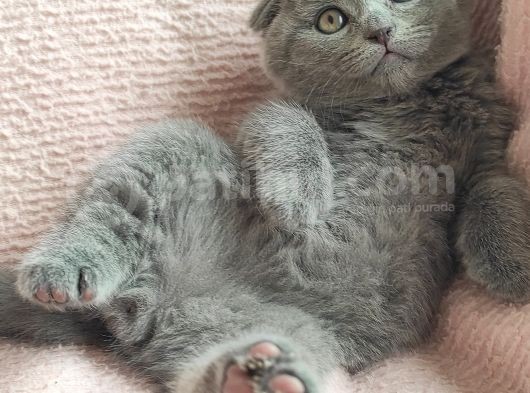 Tombis Oğlumuza Aile görsel