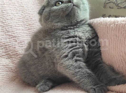 Tombis Oğlumuza Aile görsel