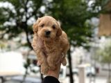 Tarçin Malti̇poo Yavrulari