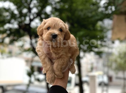 Tarçin Malti̇poo Yavrulari görsel