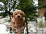 TARÇIN MALTİPOO YAVRULARI