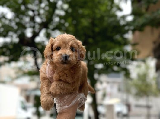 Tarçin Malti̇poo Yavrulari