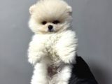 Özel Pomerani̇an Boo Yavrulari