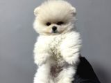 ÖZEL POMERANİAN BOO YAVRULARI