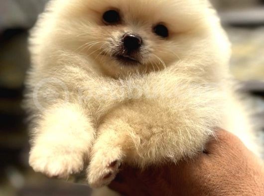 Ayi Surat Safkan Pomerani̇an Boo