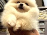 Ayi Surat Safkan Pomerani̇an Boo